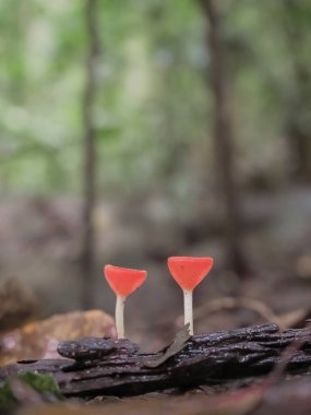 Mantar Kupası ya da Pembe Yanık Fincanı. Yağmur mevsiminin renkleri