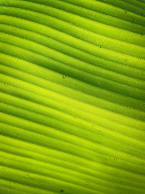 Green leaf texture for natural background