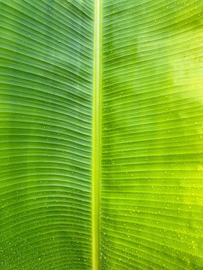 Yağmurlu günlerde doğal arka plan için su damlaları olan yakın çekim yeşil yaprak