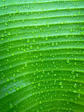 Yağmurlu günlerde doğal arka plan için su damlaları olan yakın çekim yeşil yaprak