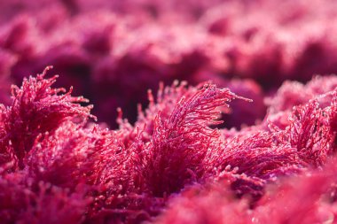 Bahçede bokeh ışığı olan kırmızı çiçeklere yakın çekim.