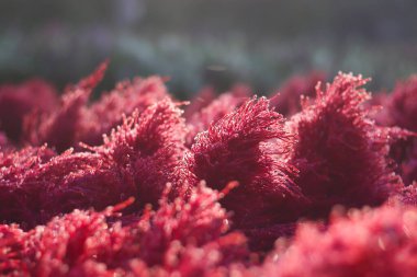 Bahçede bokeh ışığı olan kırmızı çiçeklere yakın çekim.