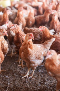 Tavuk çiftliğinde bir sürü kahverengi tavuk var.