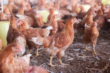 Tavuk çiftliğinde bir sürü kahverengi tavuk var.