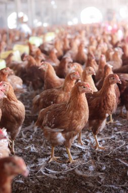 Tavuk çiftliğinde bir sürü kahverengi tavuk var.