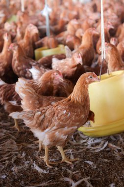 Tavuk çiftliğinde bir sürü kahverengi tavuk var.