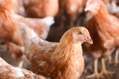 Tavuk çiftliğindeki kahverengi tavuğu kapat.