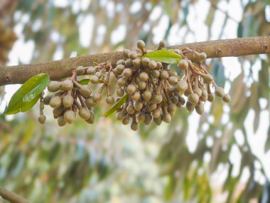 Durian ağacında çiçek tomurcukları büyüyor. Meyvelerin kralı