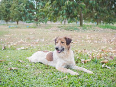 Bahçede yerde yatan sevimli bir köpek. Tayland köpeği.