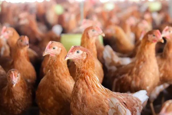 Tavuk çiftliğindeki kahverengi tavuğu kapat.