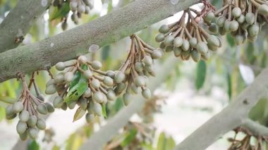 Durian ağacında çiçek tomurcukları büyüyor. Meyvelerin kralı