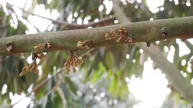 Durian ağacında çiçek tomurcukları büyüyor. Meyvelerin kralı