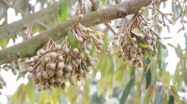 Durian ağacında çiçek tomurcukları büyüyor. Meyvelerin kralı