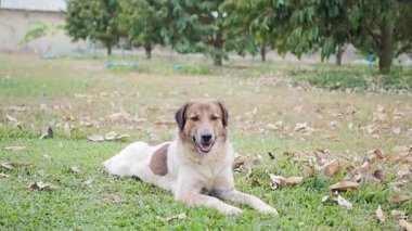 Bahçede yerde yatan sevimli bir köpek. Tayland köpeği.