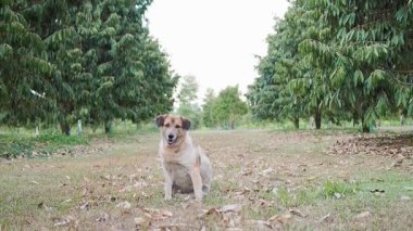 Tatlı köpek Durian bahçesindeki keneleri tırmalıyor.