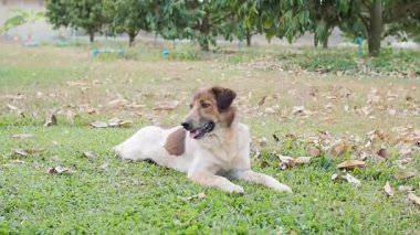 Bahçede yerde yatan sevimli bir köpek. Tayland köpeği.