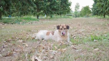 Bahçede yerde yatan sevimli bir köpek. Tayland köpeği.