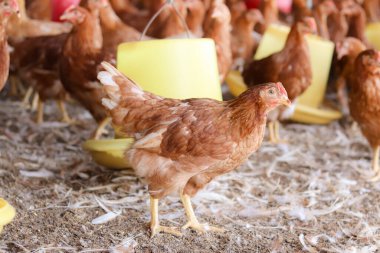 Tavuk çiftliğindeki kahverengi tavuğu kapat.