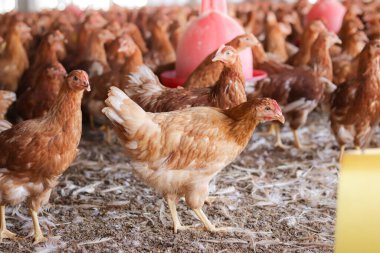 Tavuk çiftliğinde bir sürü kahverengi tavuk var.