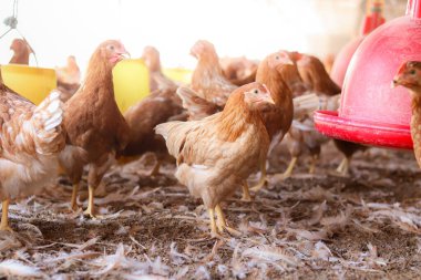 Tavuk çiftliğinde bir sürü kahverengi tavuk var.