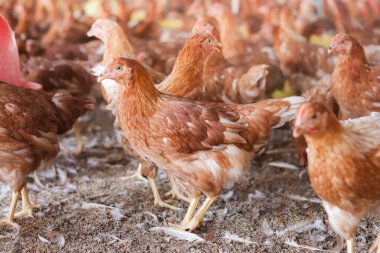 Tavuk çiftliğinde bir sürü kahverengi tavuk var.