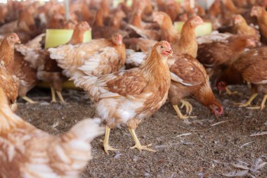 Tavuk çiftliğinde bir sürü kahverengi tavuk var.