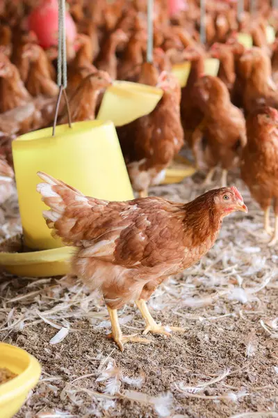 Tavuk çiftliğindeki kahverengi tavuğu kapat.