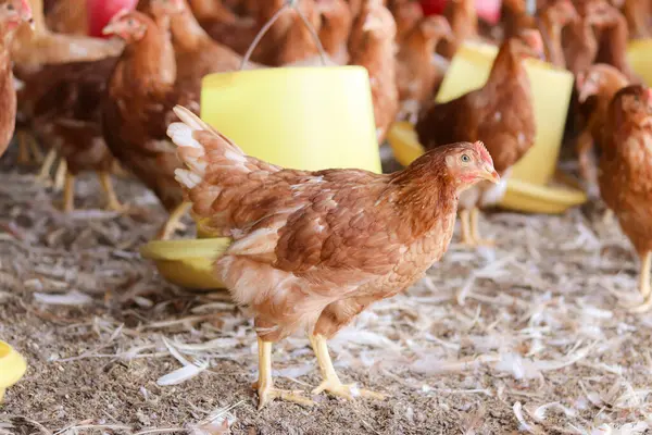 Tavuk çiftliğindeki kahverengi tavuğu kapat.