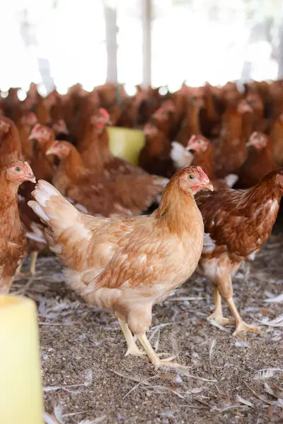 Tavuk çiftliğindeki kahverengi tavuğu kapat.