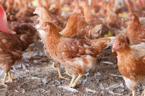 Tavuk çiftliğinde bir sürü kahverengi tavuk var.