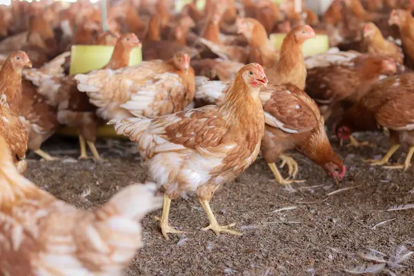 Tavuk çiftliğinde bir sürü kahverengi tavuk var.