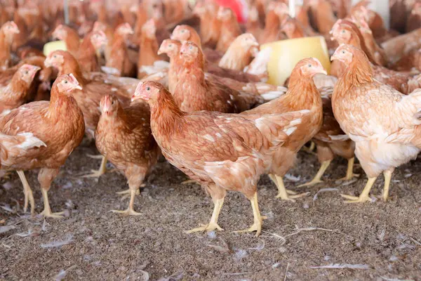 Tavuk çiftliğinde bir sürü kahverengi tavuk var.