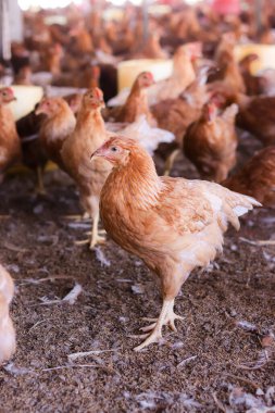 Tavuk çiftliğindeki kahverengi tavuğu kapat.