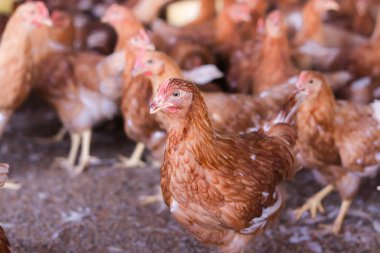 Tavuk çiftliğindeki kahverengi tavuğu kapat.