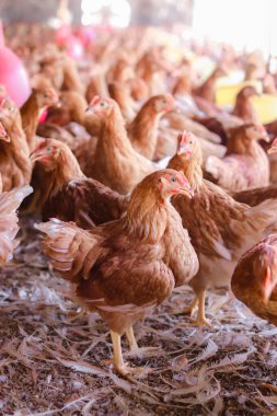 Tavuk çiftliğindeki kahverengi tavuğu kapat.