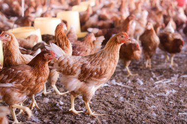Tavuk çiftliğinde bir sürü kahverengi tavuk var.