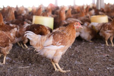 Tavuk çiftliğindeki kahverengi tavuğu kapat.