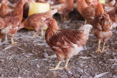 Tavuk çiftliğindeki kahverengi tavuğu kapat.
