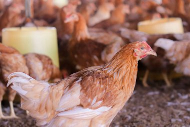 Tavuk çiftliğindeki kahverengi tavuğu kapat.