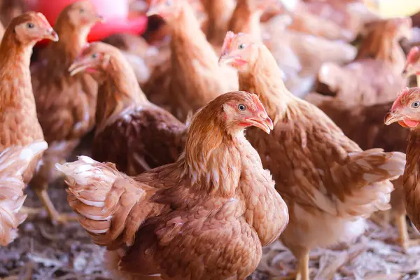 Tavuk çiftliğindeki kahverengi tavuğu kapat.