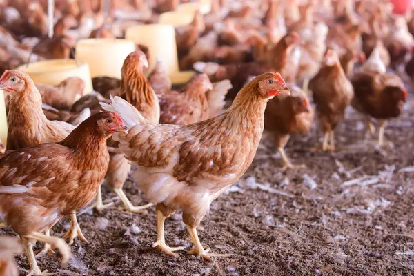 Tavuk çiftliğinde bir sürü kahverengi tavuk var.