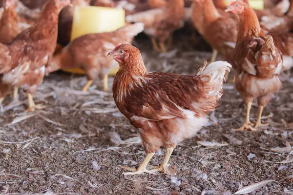 Tavuk çiftliğindeki kahverengi tavuğu kapat.