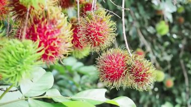 Bahçedeki ağaçta olgun rambutanlar var..