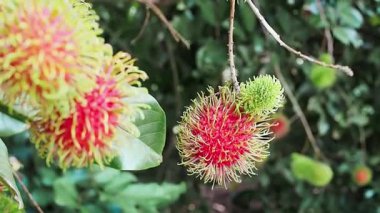 Bahçedeki ağaçta olgun rambutanlar var..