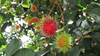 Bahçedeki ağaçta olgun rambutanlar var..