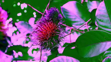 Bahçedeki ağaçta olgun rambutanlar var..