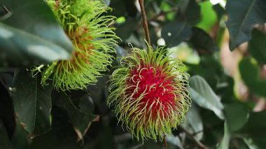 Bahçedeki ağaçta olgun rambutanlar var..