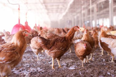 Tavuk çiftliğinde bir sürü kahverengi tavuk var.