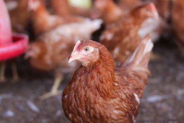 Tavuk çiftliğindeki kahverengi tavuğu kapat.