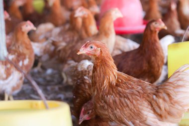 Tavuk çiftliğinde bir sürü kahverengi tavuk var.